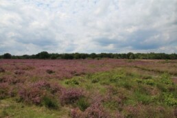 Overijsselse heide