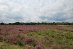 Fietsvakantie Nederland