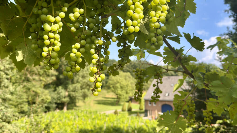Onze arrangementen Hotel Winselerhof