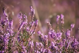 Fietsvakantie drenthe, heide