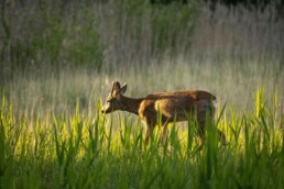 wandelvakantie overijssel